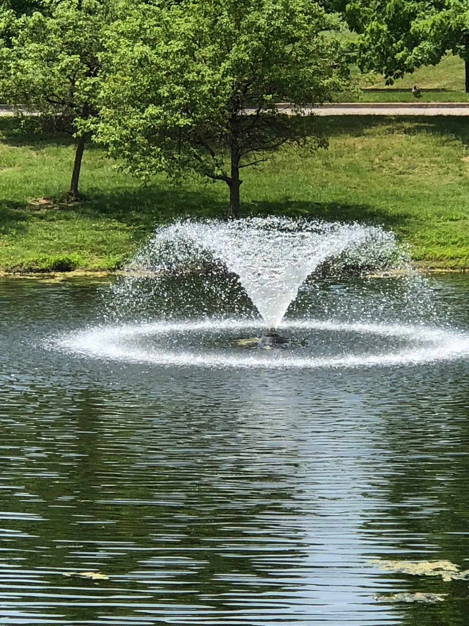 Diamond Pond project 9